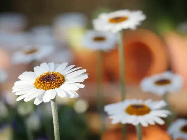 Nahaufnahme: Wiese mit blühenden Gänseblümchen (Bellis perennis - das ganze Jahr schön!)